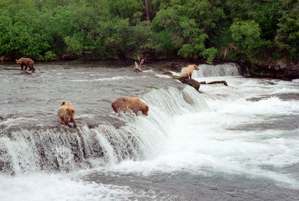 Bear at Brooks Falls During the Salmon Run