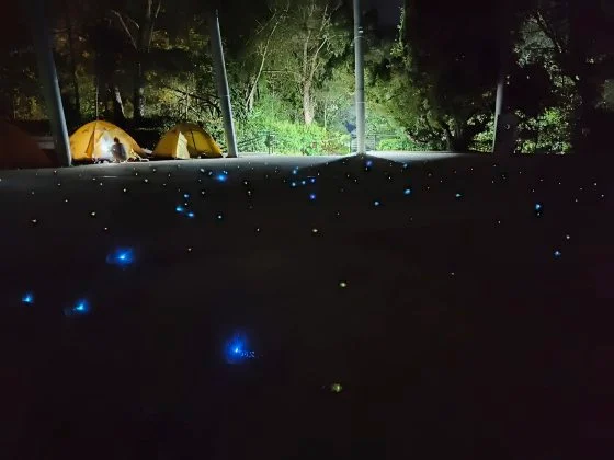 夜晚雨林露營